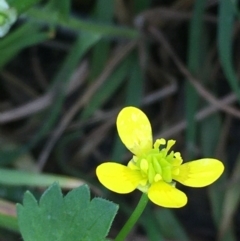 Ranunculus muricatus (Sharp Buttercup) at Oakdale Nature Reserve - 24 Sep 2020 by JaneR