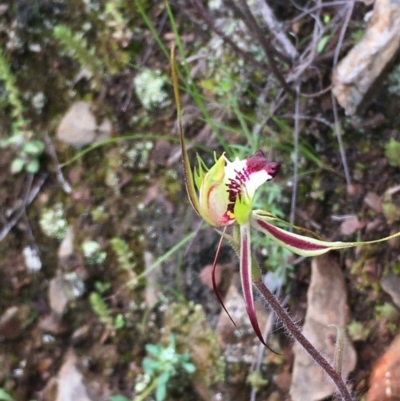 Caladenia atrovespa (Green-comb Spider Orchid) at Kowen, ACT - 26 Sep 2020 by JaneR