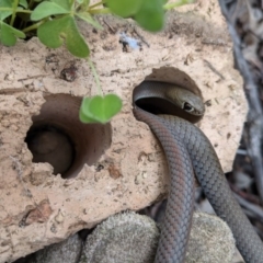 Demansia psammophis (Yellow-faced Whipsnake) at Uriarra Village, ACT - 26 Sep 2020 by SusanneG