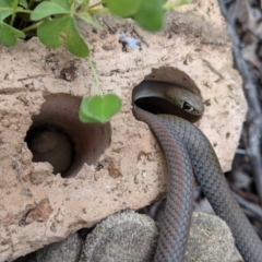 Demansia psammophis (Yellow-faced Whipsnake) at Stromlo, ACT - 26 Sep 2020 by SusanneG