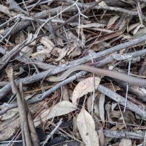 Demansia psammophis at Uriarra Village, ACT - 26 Sep 2020