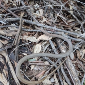 Demansia psammophis at suppressed - 26 Sep 2020