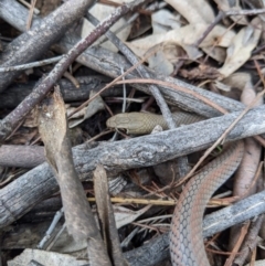 Demansia psammophis at Uriarra Village, ACT - 26 Sep 2020