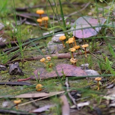 Lichenomphalia chromacea (Yellow Navel) at Jack Perry Reserve - 26 Sep 2020 by Kyliegw