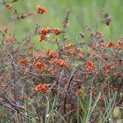 Dillwynia sp. at Jack Perry Reserve - 26 Sep 2020 by Kyliegw