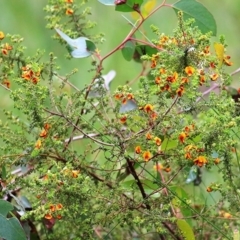 Pultenaea foliolosa (Small Leaf Bushpea) at Wodonga - 26 Sep 2020 by Kyliegw