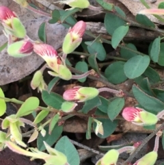 Bossiaea prostrata (Creeping Bossiaea) at Mount Majura - 26 Sep 2020 by JaneR