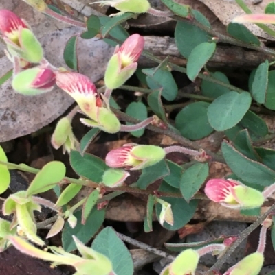 Bossiaea prostrata (Creeping Bossiaea) at Mount Majura - 26 Sep 2020 by JaneR