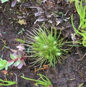 Centrolepis strigosa at Watson, ACT - 26 Sep 2020