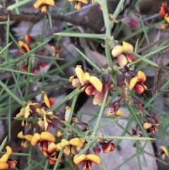 Daviesia genistifolia (Broom Bitter Pea) at Mount Majura - 26 Sep 2020 by JaneR