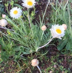 Leucochrysum albicans subsp. tricolor (Hoary Sunray) at Mount Majura - 26 Sep 2020 by JaneR