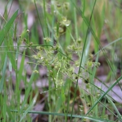 Drosera gunniana (Pale Sundew) at Wodonga - 26 Sep 2020 by Kyliegw