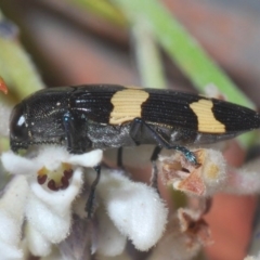 Unidentified Jewel beetle (Buprestidae) at Tianjara, NSW - 25 Sep 2020 by Harrisi