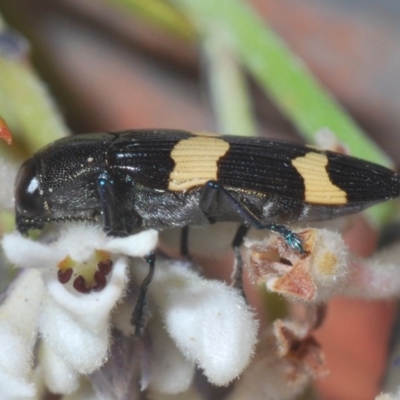 Unidentified Jewel beetle (Buprestidae) at Tianjara, NSW - 25 Sep 2020 by Harrisi