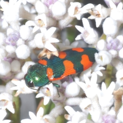Castiarina kirbyi (Jewel beetle) at Tianjara, NSW - 25 Sep 2020 by Harrisi