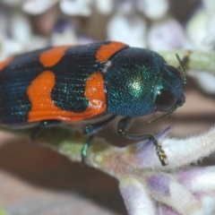 Castiarina kirbyi at Tianjara, NSW - 25 Sep 2020