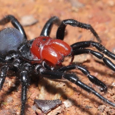 Missulena occatoria (Red-headed Mouse Spider) at Downer, ACT - 26 Sep 2020 by TimL