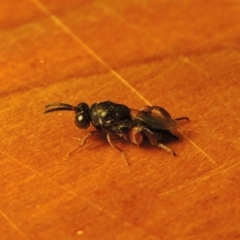 Chalcididae (family) (Unidentified chalcid wasp) at Pollinator-friendly garden Conder - 26 May 2020 by michaelb