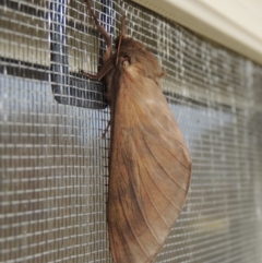 Hepialidae (family) (Unidentified Swift or Ghost Moth) at Conder, ACT - 28 May 2020 by MichaelBedingfield