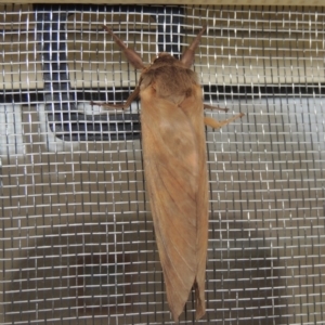 Hepialidae (family) at Conder, ACT - 28 May 2020