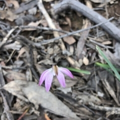 Caladenia fuscata (Dusky Fingers) at Bruce Ridge - 27 Sep 2020 by Rebeccaryanactgov