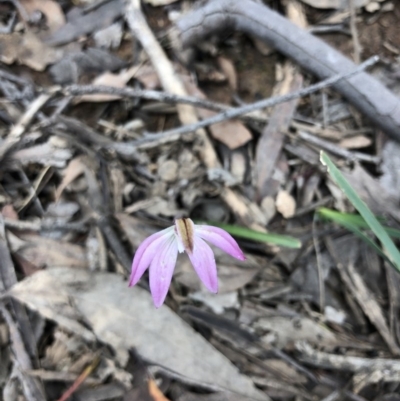 Caladenia fuscata (Dusky Fingers) at O'Connor, ACT - 27 Sep 2020 by Rebeccaryanactgov