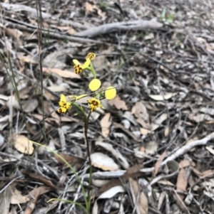 Diuris nigromontana at O'Connor, ACT - 27 Sep 2020