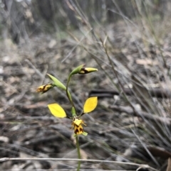 Diuris nigromontana at O'Connor, ACT - suppressed