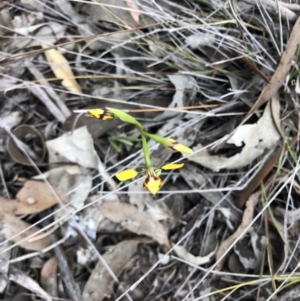 Diuris nigromontana at O'Connor, ACT - 27 Sep 2020