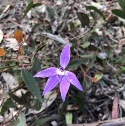 Glossodia major (Wax Lip Orchid) at Bruce Ridge - 27 Sep 2020 by Rebeccaryanactgov