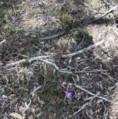 Glossodia major at O'Connor, ACT - 27 Sep 2020