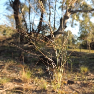 Austrostipa scabra (Corkscrew Grass, Slender Speargrass) at Chisholm, ACT - 30 May 2020 by MichaelBedingfield