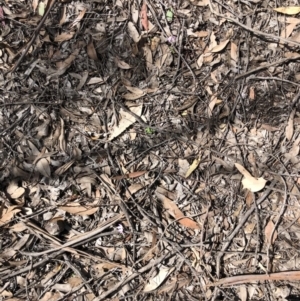 Caladenia fuscata at O'Connor, ACT - suppressed