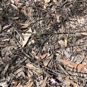 Caladenia fuscata at O'Connor, ACT - suppressed