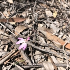 Caladenia fuscata at O'Connor, ACT - suppressed