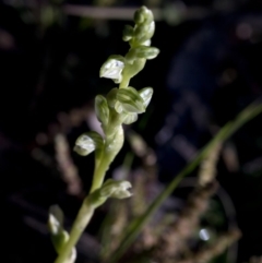 Hymenochilus cycnocephalus (Swan greenhood) at Cotter Reserve - 26 Sep 2020 by Judith Roach