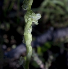 Hymenochilus cycnocephalus at Coree, ACT - 27 Sep 2020