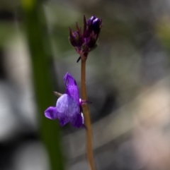 Linaria pelisseriana (Pelisser's Toadflax) at Coree, ACT - 27 Sep 2020 by JudithRoach