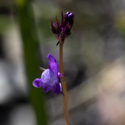 Linaria pelisseriana (Pelisser's Toadflax) at Cotter Reserve - 26 Sep 2020 by JudithRoach