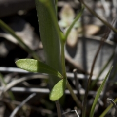 Linaria pelisseriana at Coree, ACT - 27 Sep 2020