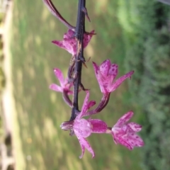 Dipodium punctatum (Blotched Hyacinth Orchid) at Mittagong - 20 Jan 2020 by Debalewis