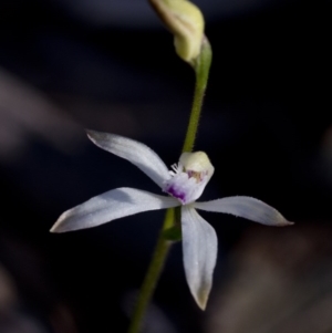 Caladenia ustulata at Uriarra Village, ACT - 27 Sep 2020