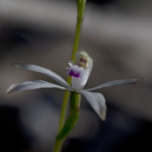 Caladenia ustulata at Uriarra Village, ACT - 27 Sep 2020