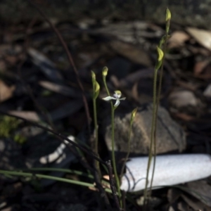 Caladenia ustulata at Uriarra Village, ACT - 27 Sep 2020