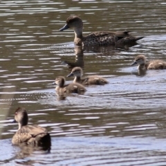 Anas gracilis (Grey Teal) at Wodonga - 26 Sep 2020 by Kyliegw