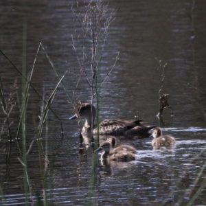 Anas gracilis at West Wodonga, VIC - 27 Sep 2020