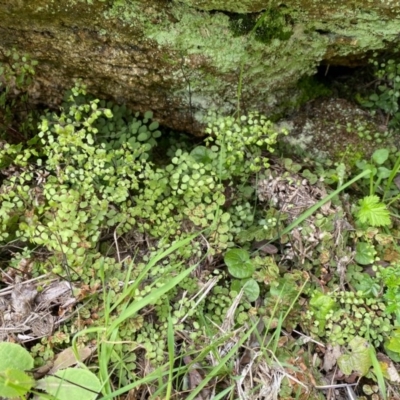 Adiantum aethiopicum (Common Maidenhair Fern) at Rossi, NSW - 26 Sep 2020 by SthTallagandaSurvey