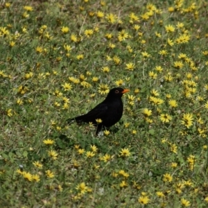 Turdus merula at West Wodonga, VIC - 27 Sep 2020 09:35 AM