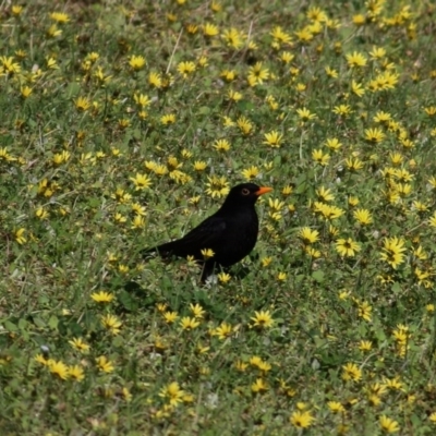 Turdus merula (Eurasian Blackbird) at West Wodonga, VIC - 27 Sep 2020 by KylieWaldon