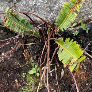 Blechnum nudum at Rossi, NSW - 26 Sep 2020